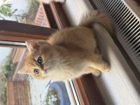 Muhteşem British Longhair ve British Shorthair yavrular