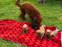 Toy poodle yavrular