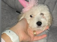 Yeni bir aile maltipoo