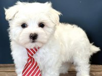 0 NUMARA ORJİNAL MALTESE YAVRULARIM