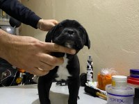 A Class Şecereli Kaliteli Cane Corso Yavru