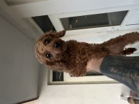 Toy poodle kore kan dişi
