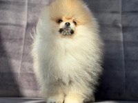Safkan pomeranian boo