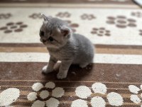 Aciliyetten dolayı ilanda british shorthair