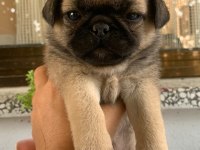 Hamburger pug mops yavruları