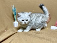 British Shorthair Safkan Blue Golden Yavrumuz