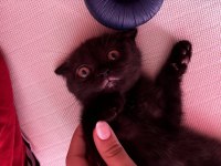 Oyuncu scottish fold kızım