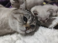 1 buçuk yaşında erkek british shorthair