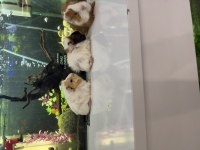 GİNEPİG YAVRULARI CİTYPETSHOP