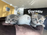 Top Kafa Scottısh Fold Yavruları Fenomen Pet Shop