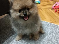 Miniş pomeranian erkekler