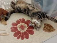 Kucak Delisi British Shorthair