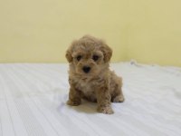 IRK GARANTİLİ MALTİPOO YAVRULARI