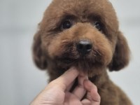 Toy poodle 10 aylık erkek