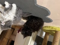 Exotic Shorthair Kedilerime yuva arıyorum