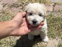 0 numara Maltese terrier kızımız