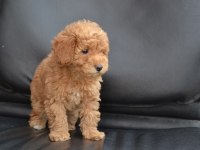 Sevimli Toy Poodle Bebekler