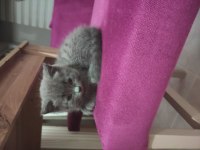 Acil sahiplendirilecektir british longhair