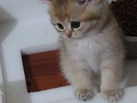 Oyuncu safkan british şecereli anne baba