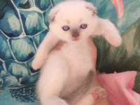 Scottish Fold Blue Point A Kalite