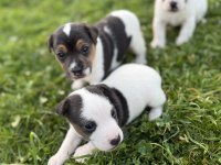 Jack russell orijinal kısa bacak kısa kuyruk