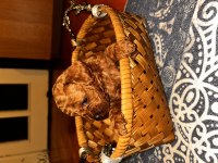 Toy poodle bebişler