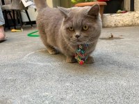 Munchkin cüce kısa bacak