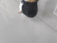 Ekim ayı doğumlu ginepig (erkek)