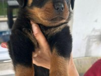 Orjinal Macar Dişi Rottweiler İsteyene Özel