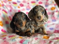 BLUE DAPPLE EN ÖZEL RENK AŞILI DACHSHUND BEBEKLER