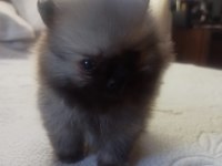 Ev Üretimi Pomeranian Boo
