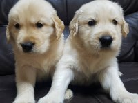 GOLDEN RETRİEVER YAVRULARI