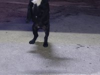 Güzel french bulldog oğlumuzun sahiplendireceğiz