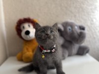 British Shorthair Gri Yavru