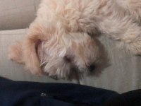 Oğlumuza iyi bir yuva arıyoruz maltipoo
