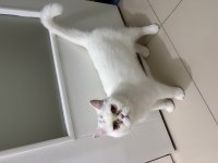 11 Aylık Erkek British Shorthair Kedimiz