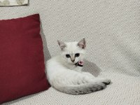 British blue point yavru kedimiz
