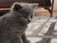 British shorthair kedisi