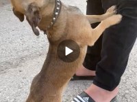 Sosis süs köpeği