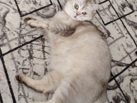 3,5 yaşında dişi british shorthair