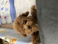 Orijinal teacup Poodle