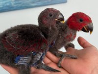 Eclectus Papağanı Bebekler