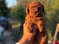 Show Kalite Miniboy Poodle