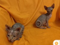 Sphynx home