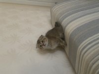 Şecere babadan 2 erkek scottish fold yavru