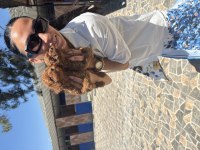 Toy ve kore poodle yavrularım sağlık ve ırk