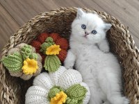 British shorthair rezerve edilir