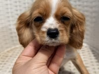 Cocker Yavru Köpeğimiz Sakarya