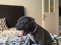 AŞILI FRENCH BULLDOG YAVRU