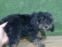 Maltipoo safkan